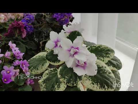 Видео: Красивые фиалки возле окна.Обзор сортов.