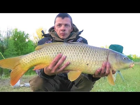 Видео: ЗВЕРЮГА в дикой речке НА ЧЕРВЯ!!!! Рыбалка весной на сазана