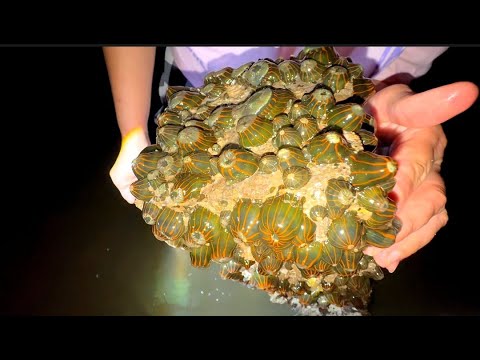 Видео: Побережье ночью. Пляж после прилива. Странные морские существа