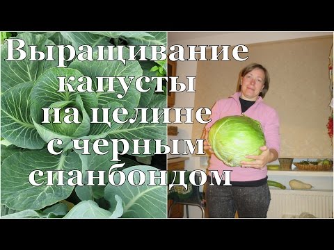 Видео: КАПУСТА на чёрном спанбонде. РАСТИМ на целине! / Cabbage on virgin soil with black spunbond