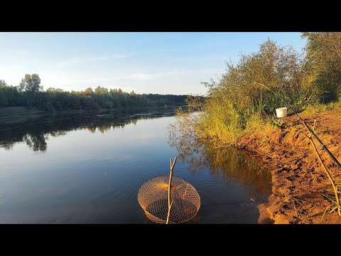 Видео: Осенняя рыбалка на Вятке. Много чехони, лещ и язь. Тихая охота, сбор опят и рыжиков.