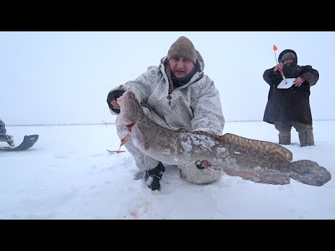 Видео: Рыбалка жерлицами на налима. Секретная оснастка наловила рыбы.