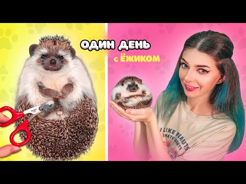 Видео: ОДИН ДЕНЬ с ЕЖИКОМ | УБИРАЕМСЯ ДОМА и СТРИЖЕМ КОГТИ
