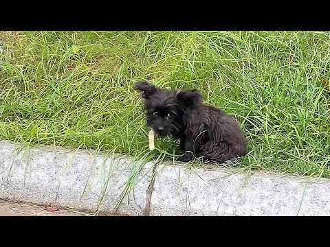 Видео: 17 дней назад я хотела забрать тебя домой!