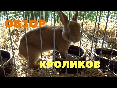 Видео: Чешская выставка кроликов / Проведение, продажа крольчат