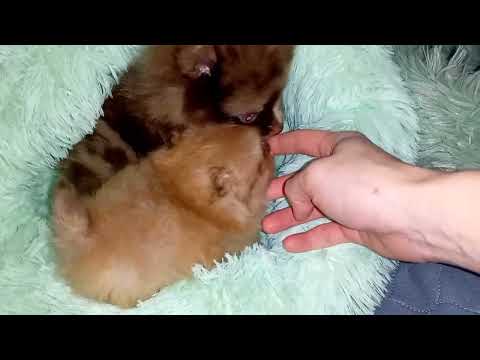 Видео: Шпиц Микро или стандартного размера? кого же выбрать? Отвечаю на вопросы.