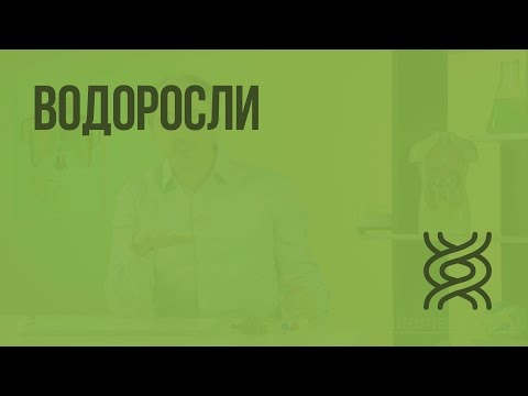 Видео: Водоросли. Видеоурок по биологии 5 класс