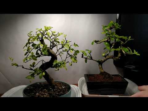 Видео: ИНСТРУКЦИЯ ПО УХОДУ ЗА ГОЛЛАНДСКИМ БОНСАЙ ДЛЯ НОВИЧКОВ. ЧАСТЬ 1