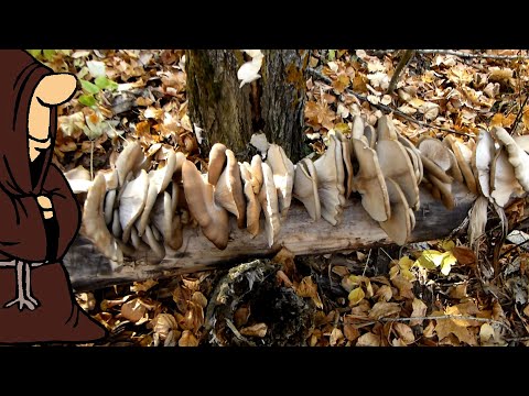 Видео: С одного пенька Вешенок на всю зиму!!! Набили мешки вешенками. Тихая охота это классно