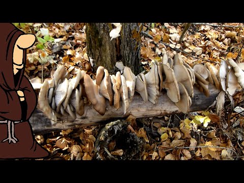 Видео: С одного пенька Вешенок на всю зиму!!! Набили мешки вешенками. Тихая охота это классно
