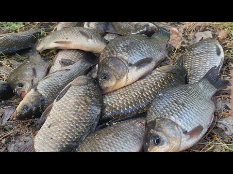 Видео: СКАЖЕНИЙ КЛЬОВ КАРАСЯ на поплавкову вудку. Рибалка весною. Поплавок великим планом.