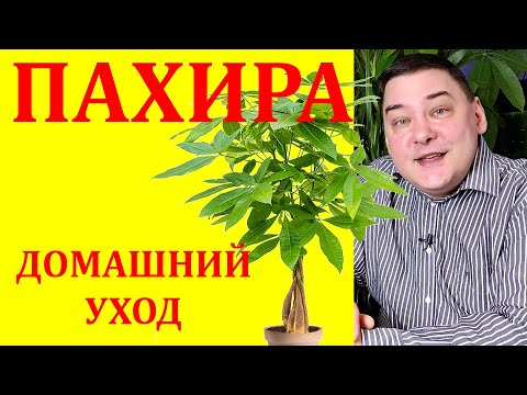 Видео: Пахира. Уход в домашних условиях