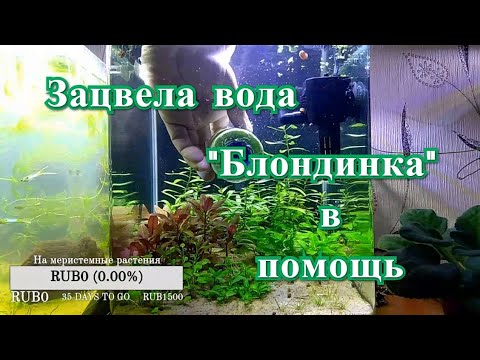 Видео: Зацвела вода. "Блондинка" в помощь.