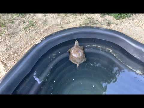 Видео: Прудик для черепашки