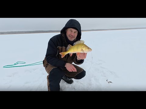 Видео: Чуть не уехал раньше, чем начался клёв! Рыбалка на Сугояке 06.02.25