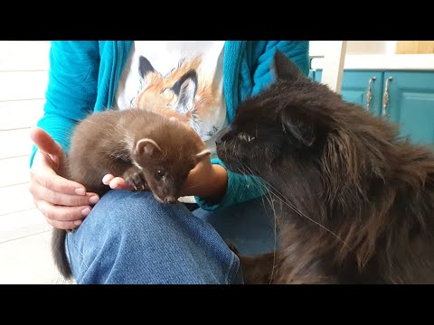 Видео: Маленькую куницу спасают после людей
