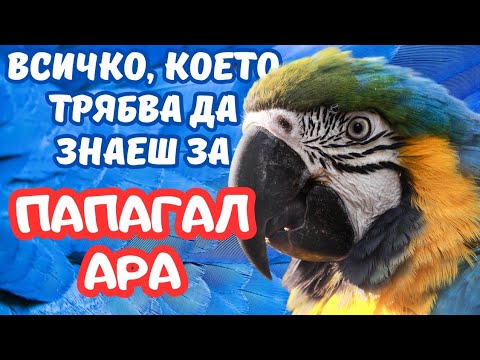 Видео: Всичко, което трябва да знаете за папагалите АРА