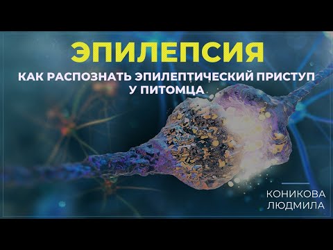 Видео: Эпилептические приступы собак и кошек. Виды приступов. Коникова Людмила
