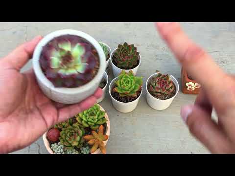 Видео: НИКОГДА НЕ ДЕЛАЙТЕ ЭТОЙ ОШИБКИ С ВАШИМИ НОВЫМИ КУПЛЕННЫМИ СУККУЛЕНТАМИ