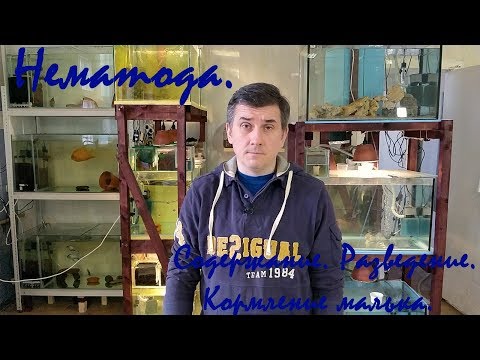 Видео: Нематода. Содержание. Разведение. Кормление малька.
