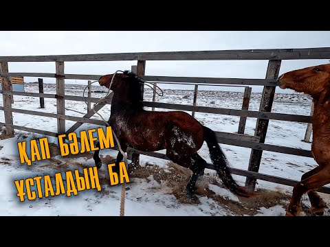 Видео: Аттарды қораға қамадық, нұқталап жетектеп үйге алып келдік: дайындаушылық жасау мүмкіндігі