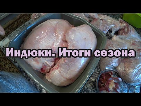 Видео: Выращивание бройлерных индюков. Процесс забоя