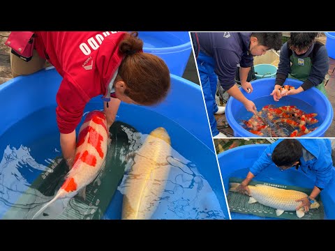 Видео: Как выбрать лучшую рыбу кои в рамках вашего бюджета | Руководство для любителей кои