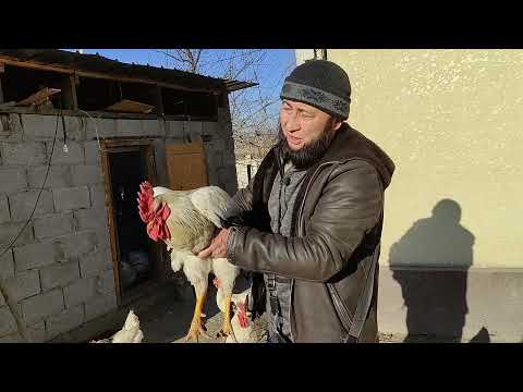 Видео: Элита АДЛЕР тооктору || Набиджан аганын мыкты тооктору || Сатылбайт!!!!!