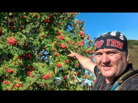 Видео: ОХОТНИЧЬИБУДНИ 2024 Ранняя осень.
