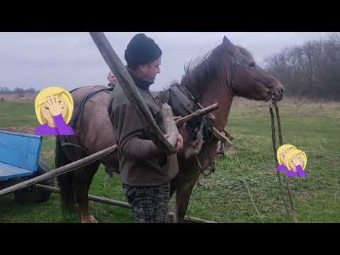 Видео: В командировку в копыльский район кабылица Маша✨