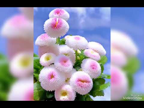 Видео: Әрем