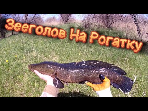 Видео: Рыбалка На Рогатку - В Улове Змееголов #2024 #top #fishing #slingshot #змееголов #1million #🙂👍