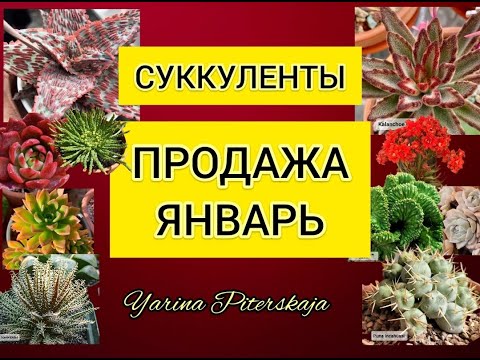 Видео: Суккуленты.  Продажа. Январь 2024.