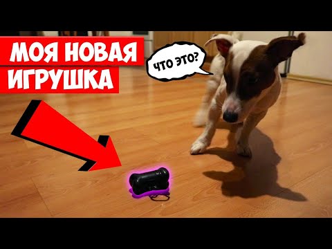 Видео: Чем заняться вечером, если скучно? Реальные игры с Локи БОБО 🐾  Влог - 20 серия