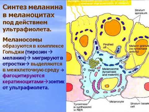 Видео: Кожа и ее производные. Видео лекция С.М.Зиматкин (23)