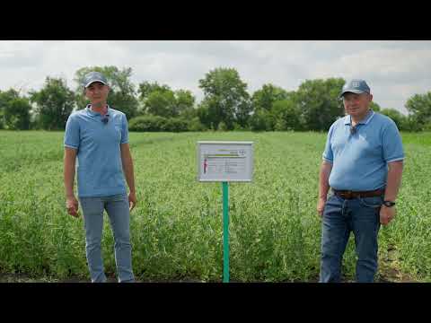 Видео: Схема захисту гороху. Досвід. АгроАрена Дніпро