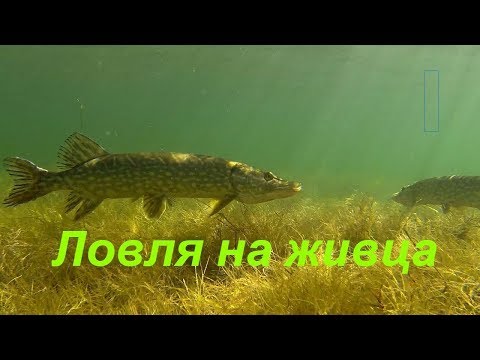 Видео: Ловля щуки на живца с берега. Супер уловистая снасть.