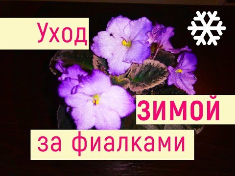 Видео: 6 важных правил! Как зимой ухаживать за фиалкой?