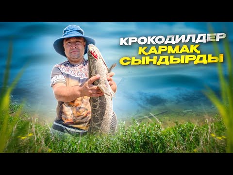Видео: КРОКОДИЛДЕР қармақ сыңдырды.| СЫРДАРИЯ ӨЗЕНІ.| КИІКТІҢ ЕТІНЕН ҚУЫРДАҚ