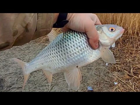Видео: 4 ФЕВРАЛЯ ТРОФЕЙ ЗИМНЕЙ РЕКИ. РЕКА МАНЫЧ!!!