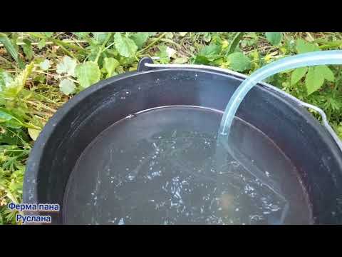 Видео: перше підживлення кавуна та дині,чим та скільки.