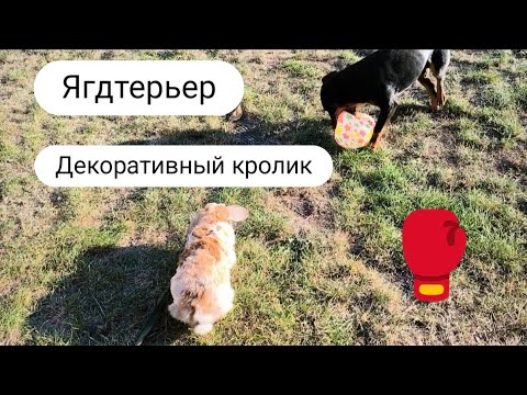 Видео: Ягдтерьер🥊Декоративный кролик/Собака в азарте/Собака дуреет/Кролик в шоке