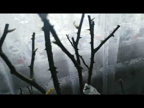 Видео: РАСПАКОВКА САЖЕНЦЕВ РОЗ#РОЗА- КУБАНЬ#весна2023