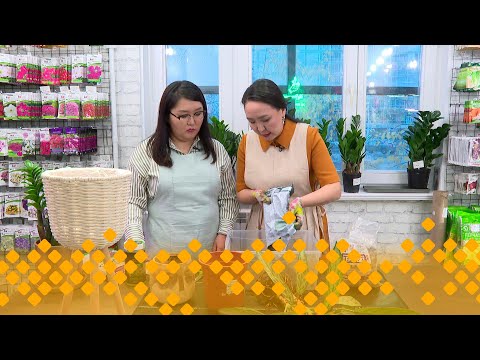 Видео: «Кыыс сайын»   (11.10.24)