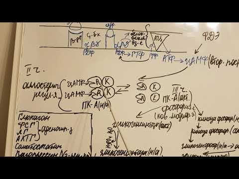 Видео: Аденилатциклазная система