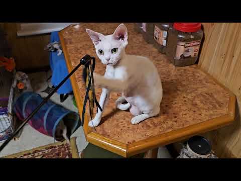 Видео: Котята Девон Рекс. Как в детском саду)