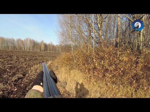 Видео: ОХОТА НА ЗАЙЦА В УЗЁРКУ. РАБОЧИЕ МОМЕНТЫ. R