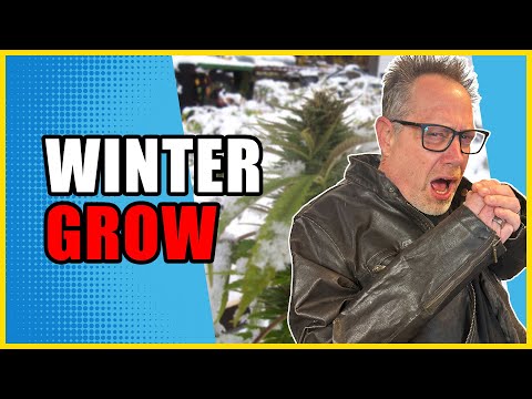Видео: Помогите вашим растениям каннабиса процветать в холодные зимние месяцы с помощью этих трёх советов