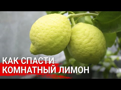 Видео: Как спасти комнатный лимон (каламондин)