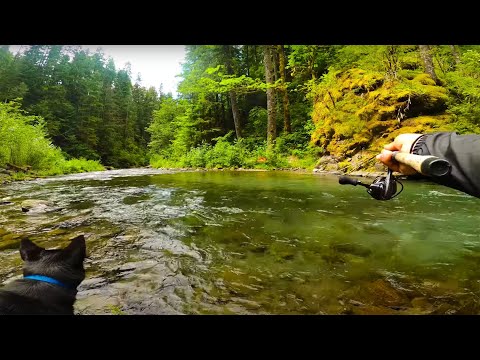Видео: Рыбалка на форель в кристально чистом ручье. Мы ловим 3 вида форели!